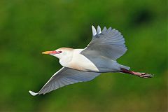 Western Cattle-Egret